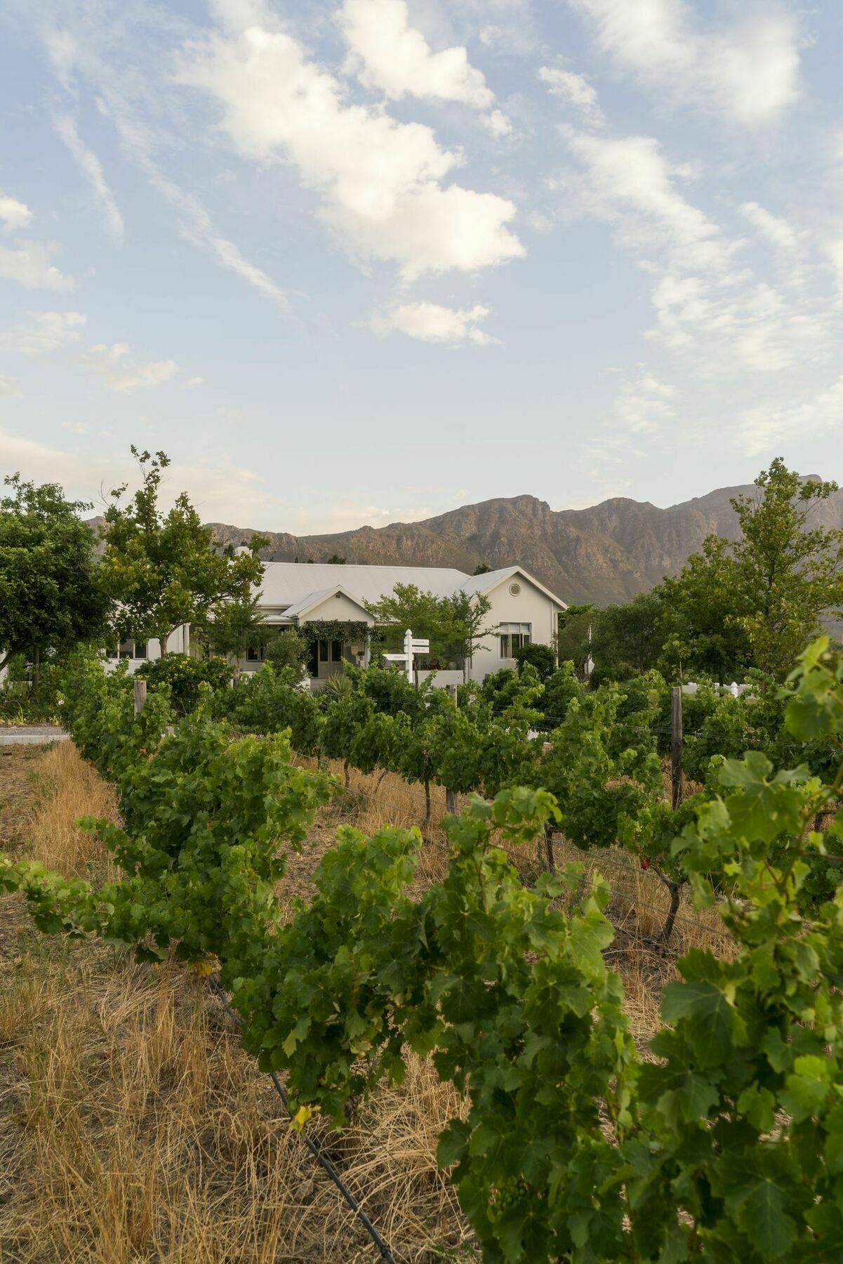 Cape Vue Country House Hotell Franschhoek Exteriör bild